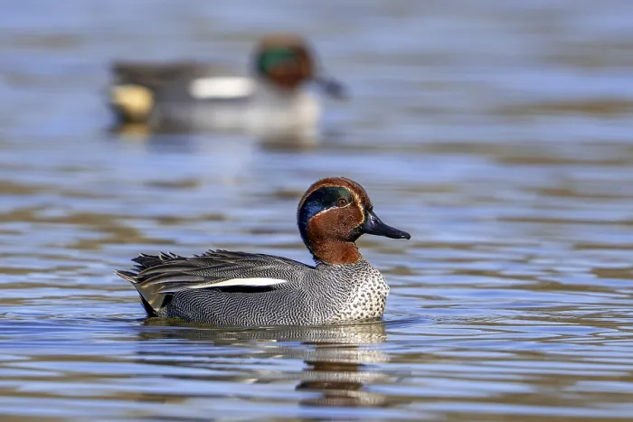 Framed Print : Eurasian teal, common teal, Eurasian green-winged teal (Anas crecca) two adult males swimming in lake