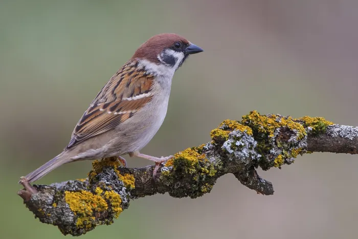 Framed Print : Eurasian Tree Sparrow (Passer montanus)