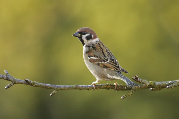 Framed Print : Eurasian Tree Sparrow (Passer montanus) perched on a branch