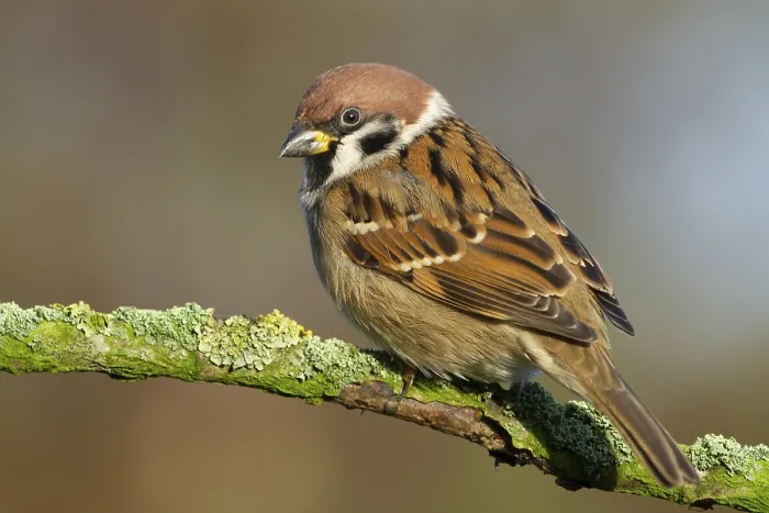 Framed Print : Eurasian Tree Sparrow (Passer montanus) perched on a branch Framed Print : Eurasian Tree Sparrow (Passer montanus) perched on a branch