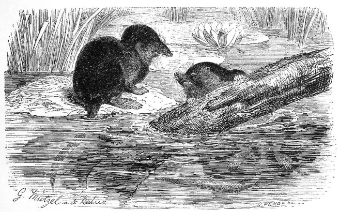 Framed Print : Eurasian water shrew (Neomys fodiens)