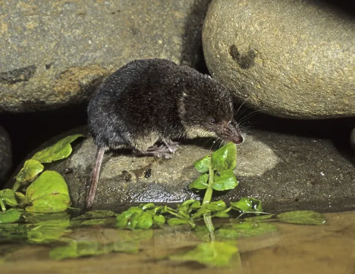Framed Print : Eurasian water shrew (Neomys fodiens)