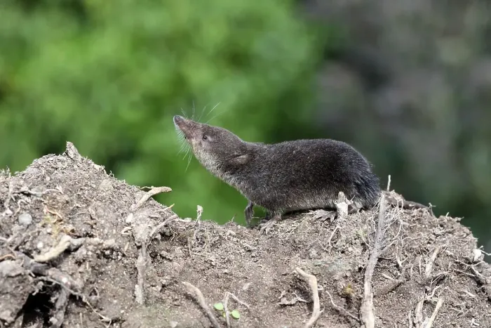 Framed Print : Eurasian Water Shrew (Neomys fodiens) adult