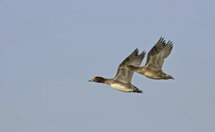 Framed Print : Eurasian Wigeon (Anas penelope)