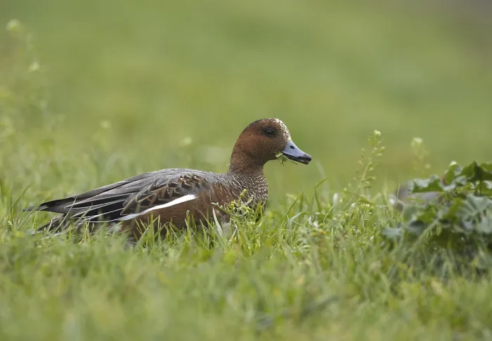 Framed Print : Eurasian Wigeon (Mareca penelope)
