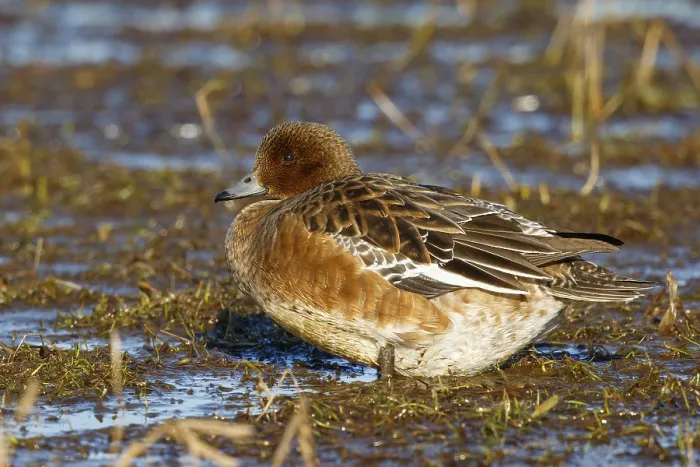 Framed Print : Eurasian Wigeon (Mareca penelope) female