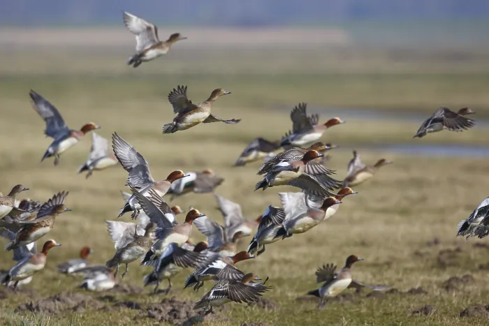 Framed Print : Eurasian Wigeon (Mareca penelope) flying