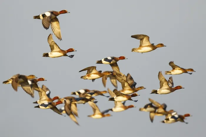 Framed Print : Eurasian Wigeon (Mareca penelope) group flying