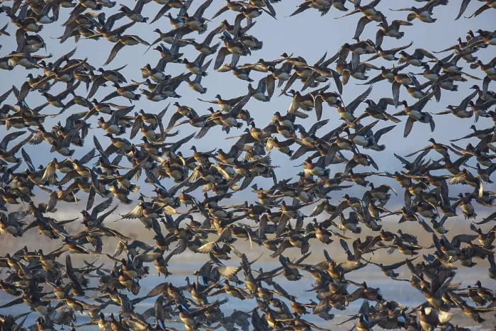 Framed Print : Eurasian Wigeon (Mareca penelope) large group in flight Framed Print : Eurasian Wigeon (Mareca penelope) large group in flight