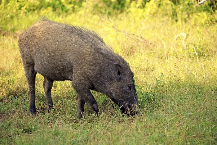 Framed Print : Eurasian wild boar (Sus affinis)
