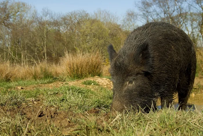 Framed Print : Eurasian Wild Boar (Sus scrofa) young male Framed Print : Eurasian Wild Boar (Sus scrofa) young male