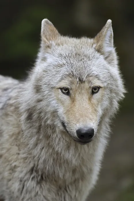 Framed Print : Eurasian wolf (Canis lupus lupus)