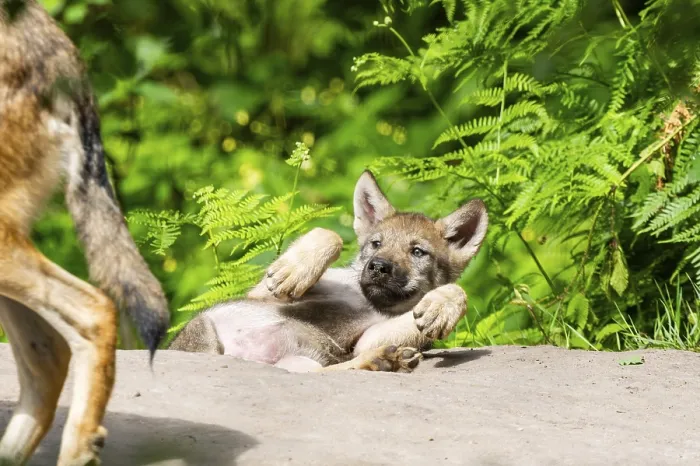 Framed Print : Eurasian wolf (Canis lupus lupus) cub (youngster) lying on a little sand hill in the forest