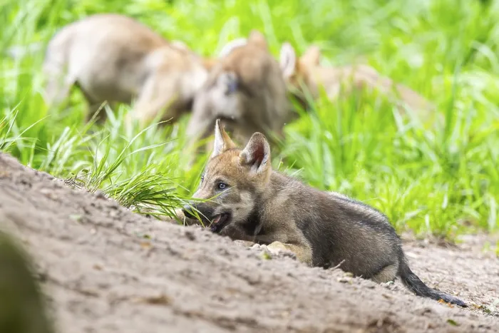 Framed Print : Eurasian wolf (Canis lupus lupus) cub (youngster) lying on a little sand hill in the forest