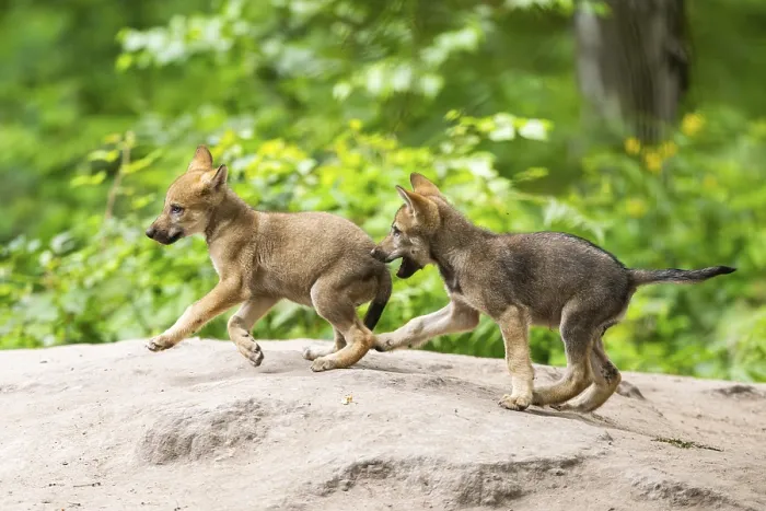 Framed Print : Eurasian wolf (Canis lupus lupus) cubs (youngster) on a little sand hill in the forest