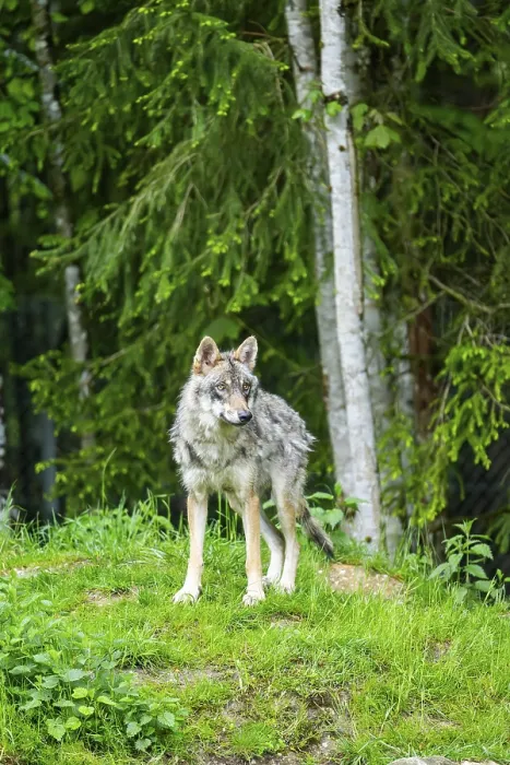Framed Print : Eurasian wolf (Canis lupus lupus) in a forest