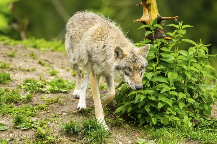 Framed Print : Eurasian wolf (Canis lupus lupus) in a forest Framed Print : Eurasian wolf (Canis lupus lupus) in a forest