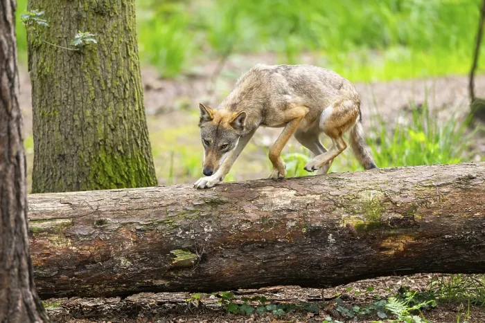 Framed Print : Eurasian wolf (Canis lupus lupus) jumping over a tree trunk in a forest