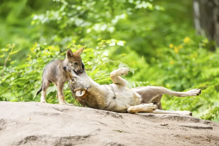 Framed Print : Eurasian wolf (Canis lupus lupus) mother playing with her cub (youngster) on a little sand hill in the forest