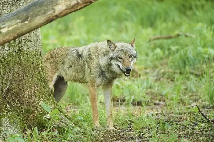 Framed Print : Eurasian wolf (Canis lupus lupus) standing in a forest
