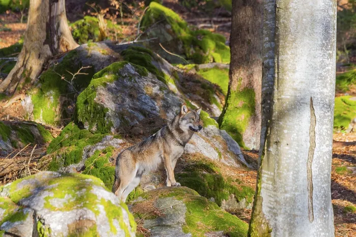 Framed Print : Eurasian wolf (Canis lupus lupus) standing in a forest Framed Print : Eurasian wolf (Canis lupus lupus) standing in a forest