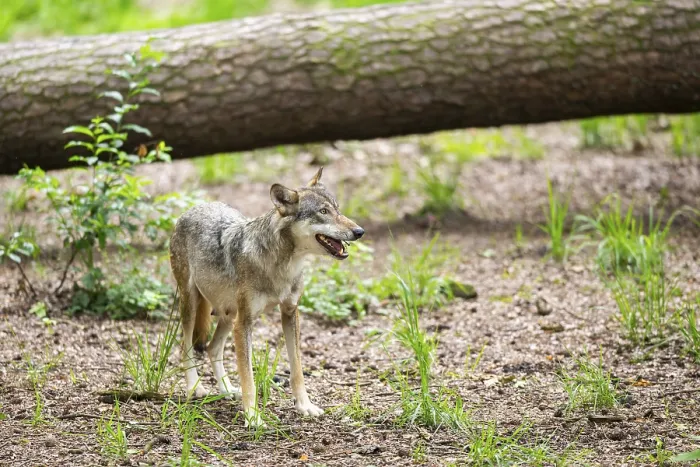 Framed Print : Eurasian wolf (Canis lupus lupus) standing in a forest Framed Print : Eurasian wolf (Canis lupus lupus) standing in a forest