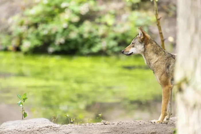Framed Print : Eurasian wolf (Canis lupus lupus) standing on a little sand hill in the forest