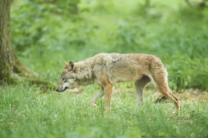 Framed Print : Eurasian wolf (Canis lupus lupus) walking through a forest Framed Print : Eurasian wolf (Canis lupus lupus) walking through a forest