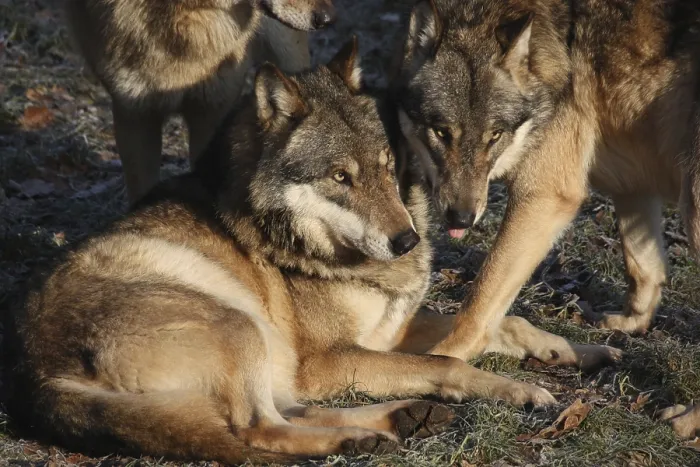 Framed Print : Eurasian wolves