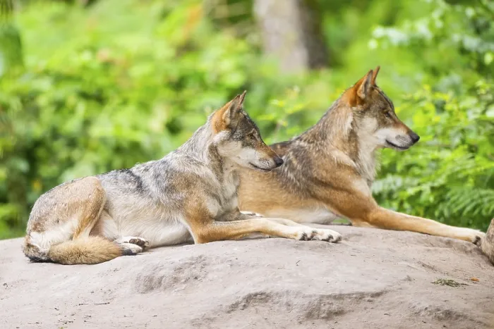 Framed Print : Eurasian wolves (Canis lupus lupus) lying on a little hill in a forest Framed Print : Eurasian wolves (Canis lupus lupus) lying on a little hill in a forest