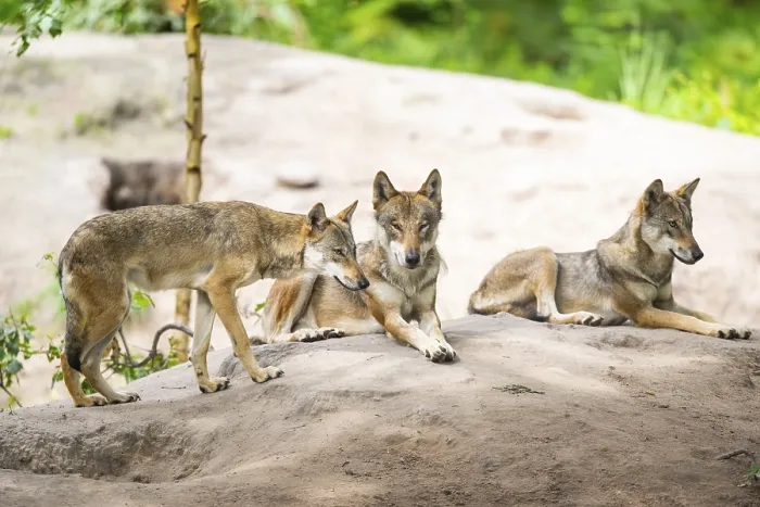 Framed Print : Eurasian wolves (Canis lupus lupus) lying on a little sand hill in the forest