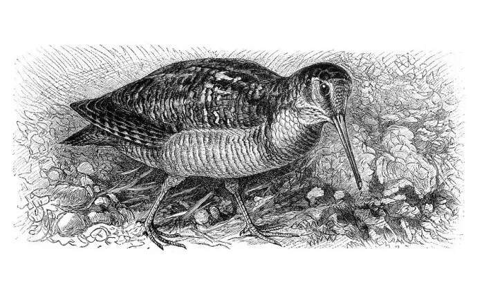 Framed Print : Eurasian woodcock (Scolopax rusticola)