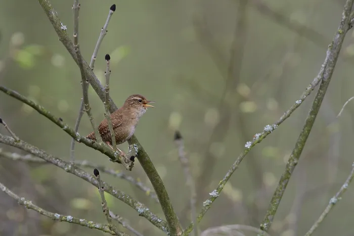 Framed Print : Eurasian wren singing in spring