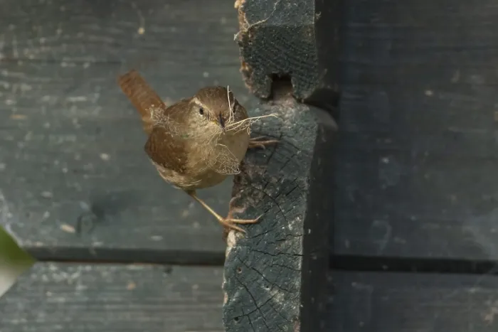 Framed Print : Eurasian wren (Troglodytes troglodytes) adult bird on a garden shed with nesting material in its beak in spring Framed Print : Eurasian wren (Troglodytes troglodytes) adult bird on a garden shed with nesting material in its beak in spring