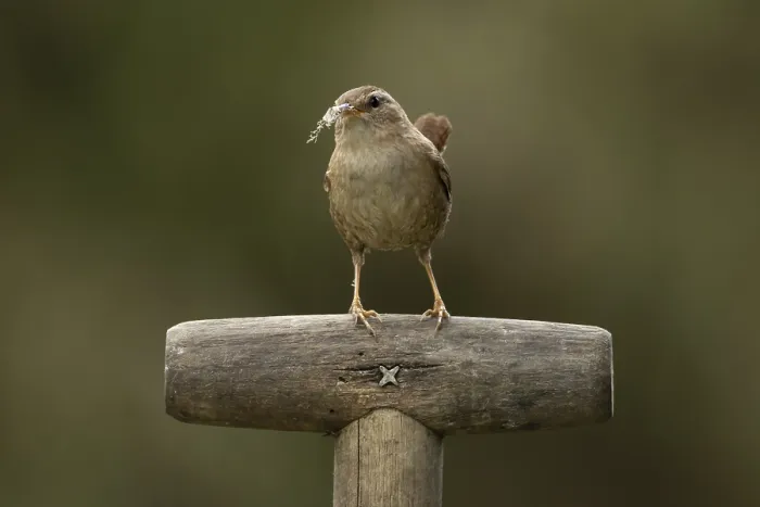 Framed Print : Eurasian wren (Troglodytes troglodytes) adult garden bird on a fork handle with nesting material in its beak in spring