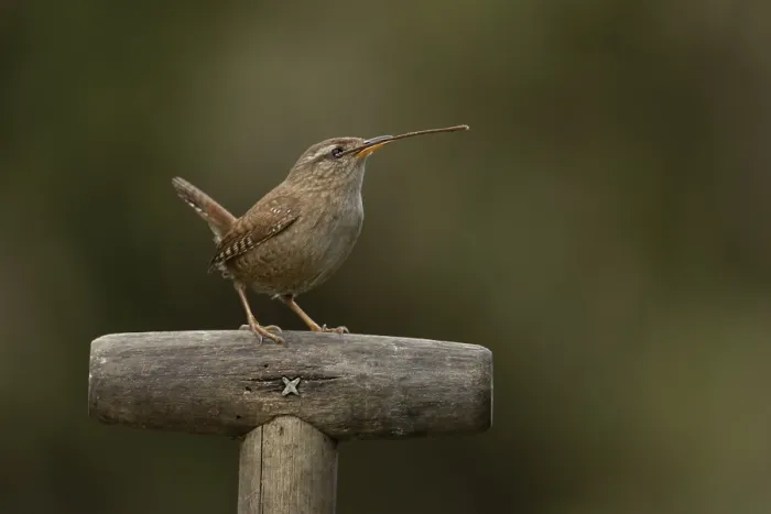 Framed Print : Eurasian wren (Troglodytes troglodytes) adult garden bird on a fork handle with nesting material in its beak in spring