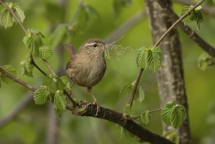 Framed Print : Eurasian wren (Troglodytes troglodytes) adult garden bird on a tree branch with nesting material in its beak in spring