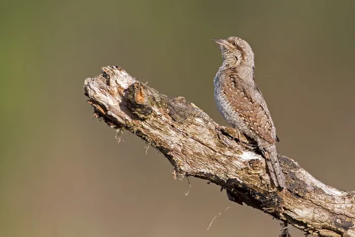 Framed Print : Eurasian Wryneck (Jynx torquilla)