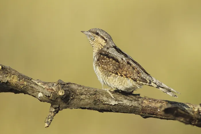 Framed Print : Eurasian Wryneck (Jynx torquilla)