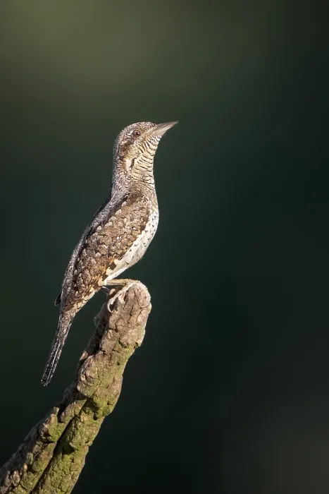 Framed Print : Eurasian Wryneck (Jynx torquilla)