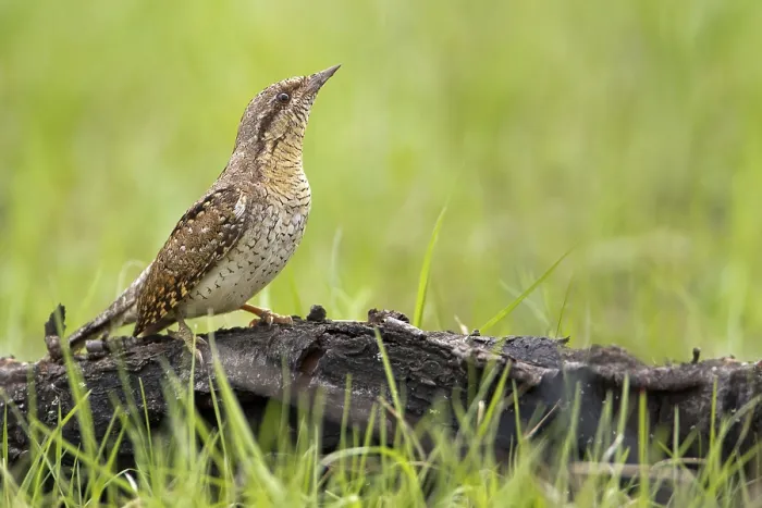 Framed Print : Eurasian Wryneck (Jynx torquilla)