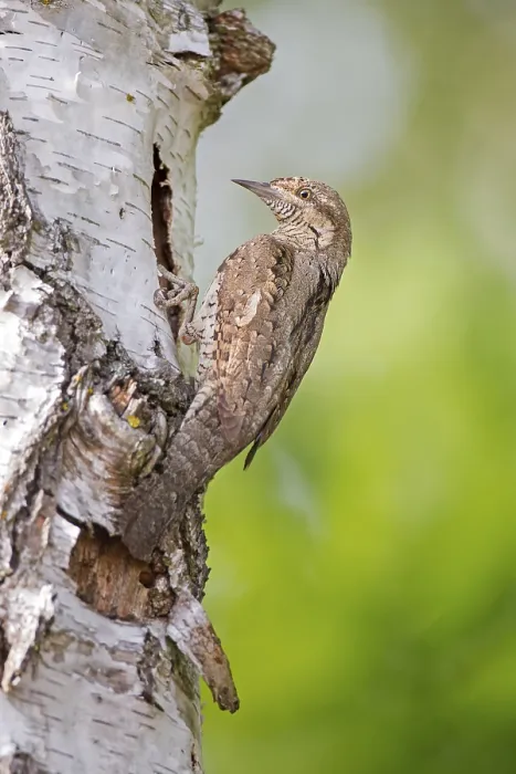 Framed Print : Eurasian Wryneck (Jynx torquilla) at breeding cavity