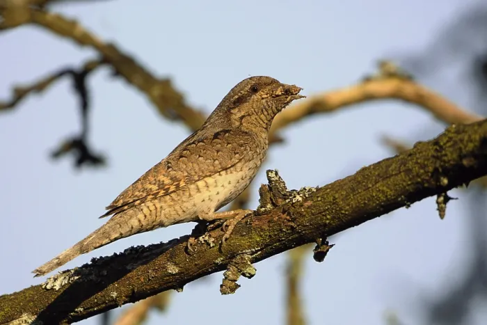 Framed Print : Eurasian Wryneck (Jynx torquilla) carrying ant eggs to feed young