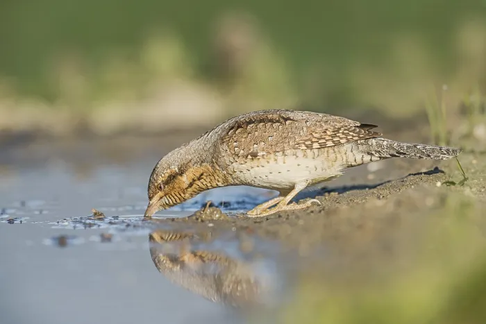 Framed Print : Eurasian Wryneck (Jynx torquilla) drinking at water hole