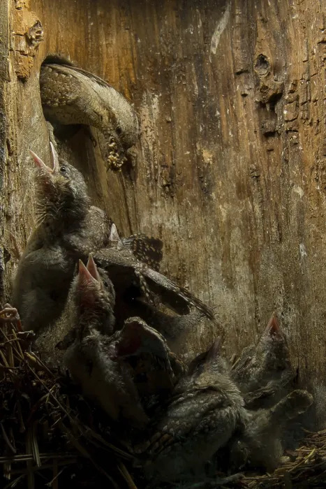 Framed Print : Eurasian Wryneck (Jynx torquilla) feeding chicks in nesting box