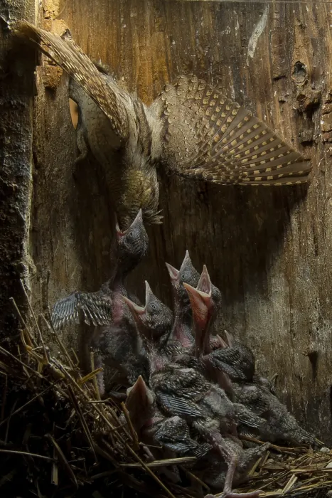 Framed Print : Eurasian Wryneck (Jynx torquilla) feeding chicks in nesting box