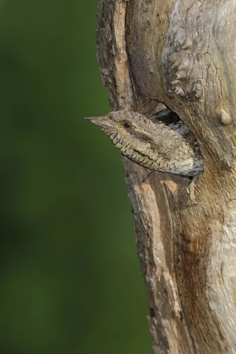Framed Print : Eurasian Wryneck (Jynx torquilla) at nest hole Framed Print : Eurasian Wryneck (Jynx torquilla) at nest hole