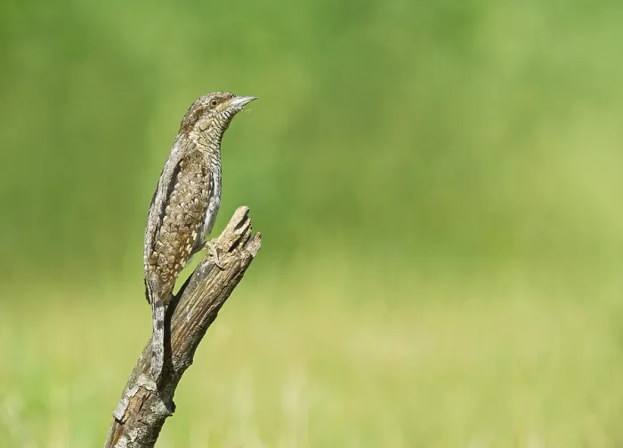 Framed Print : Eurasian Wryneck (Jynx torquilla) perched on a branch Framed Print : Eurasian Wryneck (Jynx torquilla) perched on a branch