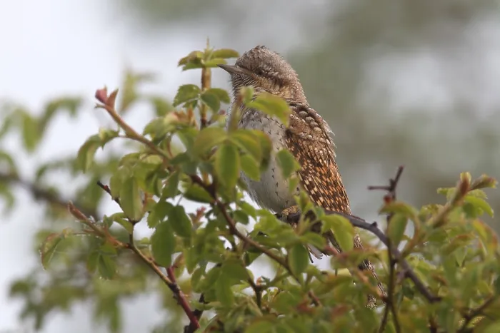 Framed Print : Eurasian wryneck (Jynx torquilla) in a shrub Framed Print : Eurasian wryneck (Jynx torquilla) in a shrub