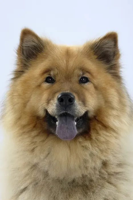 Framed Print : Eurasier